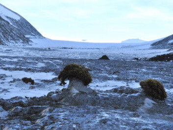 Few and far in-between? Glacier mice on the Rieperbreen in Bolterdalen, close to Longyearbyen. (Photo: Hanne Eik Pilskog). Few and far in-between? Glacier mice on the Rieperbreen in Bolterdalen, close to Longyearbyen. (Photo: Hanne Eik Pilskog).