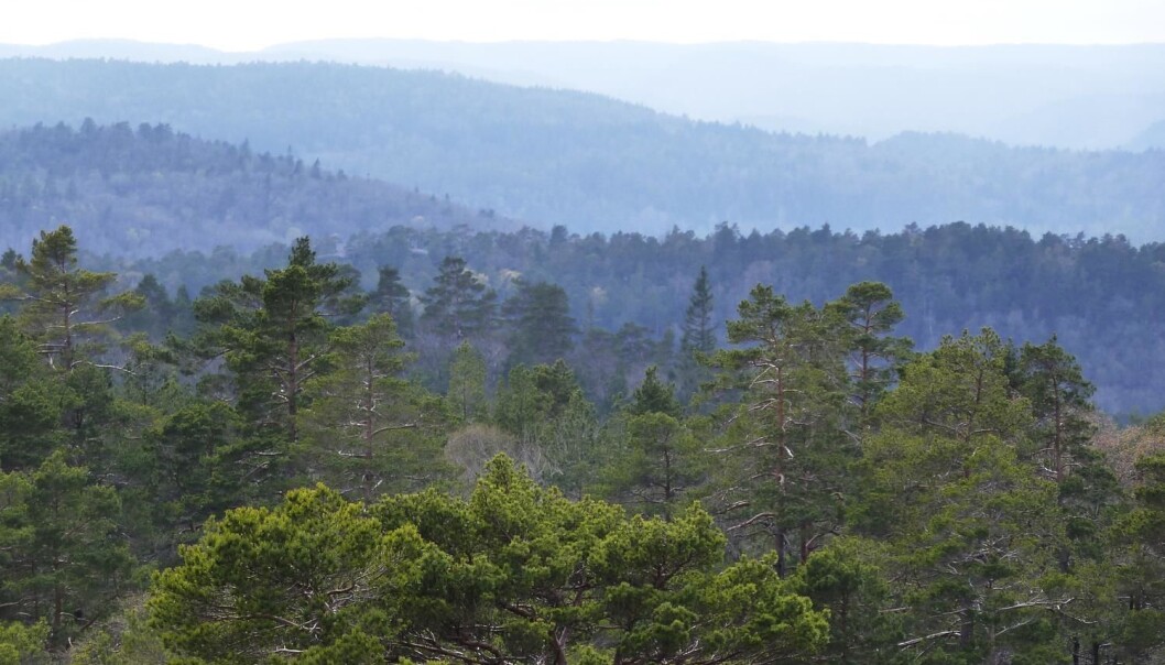 Skogsjorda kan være en betydelig kilde til utslipp av karbon til atmosfæren om vi ikke driver skogen på en fornuftig måte, skiver kronikkforfatterne. (Foto: Scanpix) Skogsjorda kan være en betydelig kilde til utslipp av karbon til atmosfæren om vi ikke driver skogen på en fornuftig måte, skiver kronikkforfatterne. (Foto: Scanpix)