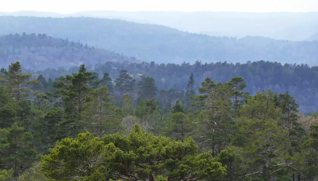 Vi vet for lite om hvordan jorda i skogen påvirker klimaet