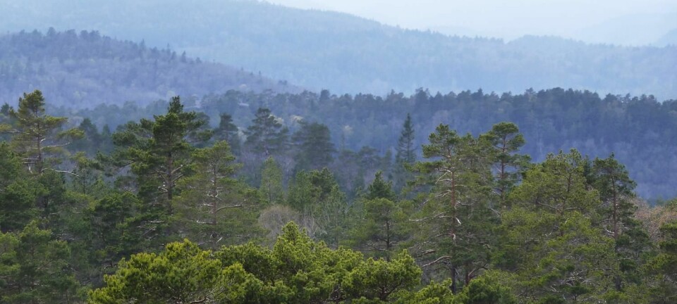 Skogsjorda kan være en betydelig kilde til utslipp av karbon til atmosfæren om vi ikke driver skogen på en fornuftig måte, skiver kronikkforfatterne. (Foto: Scanpix)