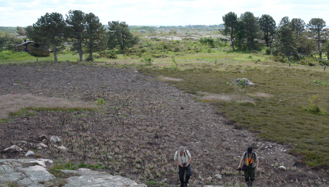 The coastal heathlands of Ytre Hvaler National Park have not been burned for many years. As a protection measure, an area by Huserstøet at Asmaløy was burned. Two additional areas will be subjected to moorland burning in the years to come. This will provide better pasture, secure the biodiversity of the areas in question and prevent overgrowth. (Photo: Morten Günther) The coastal heathlands of Ytre Hvaler National Park have not been burned for many years. As a protection measure, an area by Huserstøet at Asmaløy was burned. Two additional areas will be subjected to moorland burning in the years to come. This will provide better pasture, secure the biodiversity of the areas in question and prevent overgrowth. (Photo: Morten Günther)