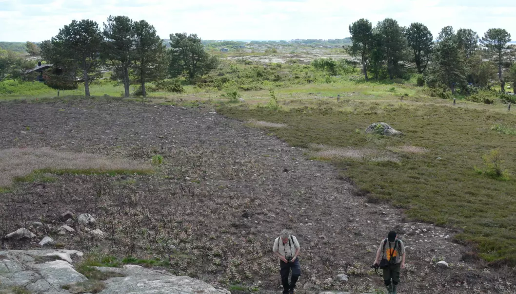 The coastal heathlands of Ytre Hvaler National Park have not been burned for many years. As a protection measure, an area by Huserstøet at Asmaløy was burned. Two additional areas will be subjected to moorland burning in the years to come. This will provide better pasture, secure the biodiversity of the areas in question and prevent overgrowth. (Photo: Morten Günther)
