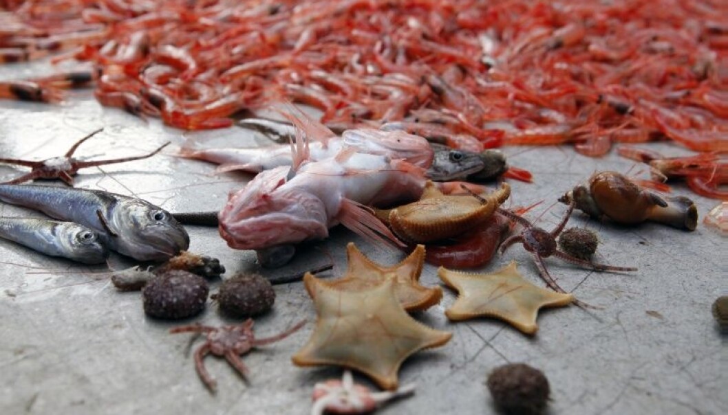 Det lever mange artige skapninger i havet. Forskning viser at vi bør spise minst to–tre fiskemåltider i uka for å få en helseeffekt. (Foto: Karine Nigar Aarskog) Det lever mange artige skapninger i havet. Forskning viser at vi bør spise minst to–tre fiskemåltider i uka for å få en helseeffekt. (Foto: Karine Nigar Aarskog)