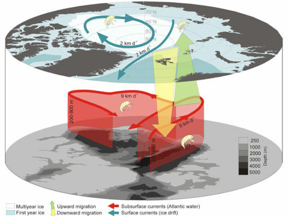 The Nemo hypothesis and conceptual model illustrating the intimate connection between ice-associated fauna and the deep Arctic Ocean currents. By performing deep migrations, organisms not only avoid export out of the Arctic Ocean, they are actively being transported back into areas more likely to freeze early in the winter, and to areas where the expected life-time of the ice is longer. This conceptual model also explain the otherwise unresolved paradox of how the obligate ice-associated fauna were able to survive warmer periods during the Quaternary Period without summer ice in the Arctic. The warm Atlantic current typically flow between 200-900m depth within the Arctic Ocean, pictured only at 250m on the figure. (Model: UNIS)