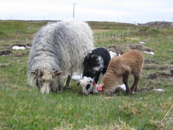 Uteganger sheep, or wild sheep, with lambs. (Photo: Liv Guri Velle) Uteganger sheep, or wild sheep, with lambs. (Photo: Liv Guri Velle)