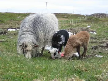 Uteganger sheep, or wild sheep, with lambs. (Photo: Liv Guri Velle)