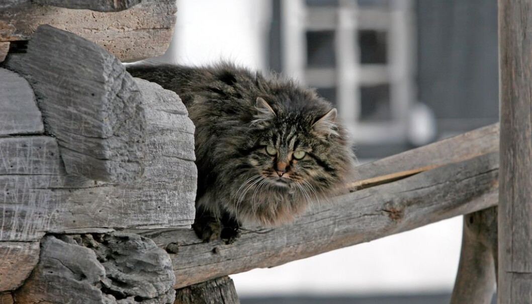Katter ser koselige ut, men mange liker ikke hvordan de ter seg. (Illustrasjonsfoto: zatvornik/Shutterstock/NTB scanpix.) Katter ser koselige ut, men mange liker ikke hvordan de ter seg. (Illustrasjonsfoto: zatvornik/Shutterstock/NTB scanpix.)