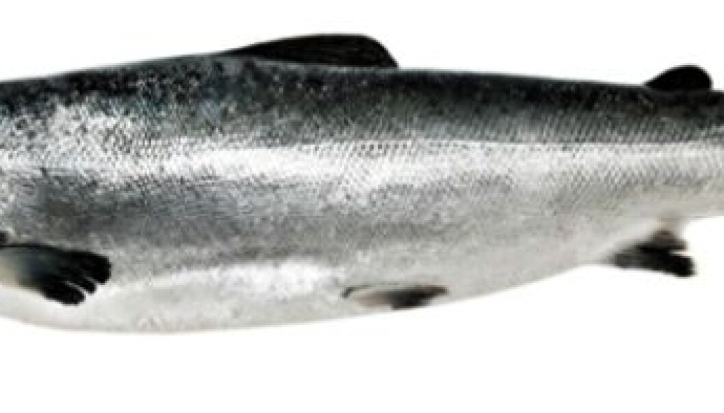 The salmon with ISA get anemic. Their blood flow is altered, and the cell membrane of the red blood cells is damaged. (Photo: Colourbox) The salmon with ISA get anemic. Their blood flow is altered, and the cell membrane of the red blood cells is damaged. (Photo: Colourbox)