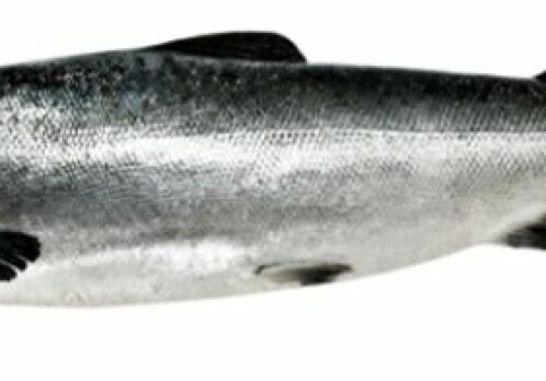 ISA virus infects salmon from within