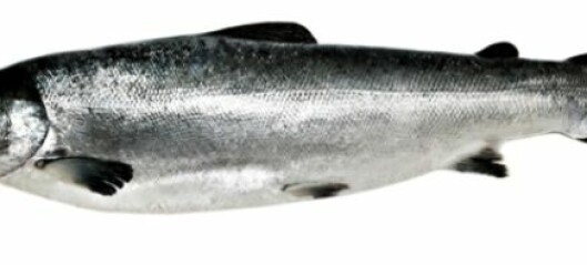 ISA virus infects salmon from within