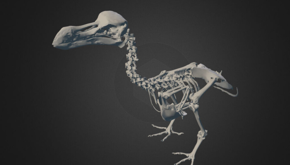 Denne 3D-modellen er av dronten eller dodo-fuglen er basert på laserskanning av et skjelett som tidligere nesten ikke har vært studert av forskere. Modellen er utstilt på Naturhistorisk museum i Durban i Sør-Afrika. Prøv selv å dreie modellen i vinduet nedenfor. (Bilde: Aves 3D/National Science Foundation)