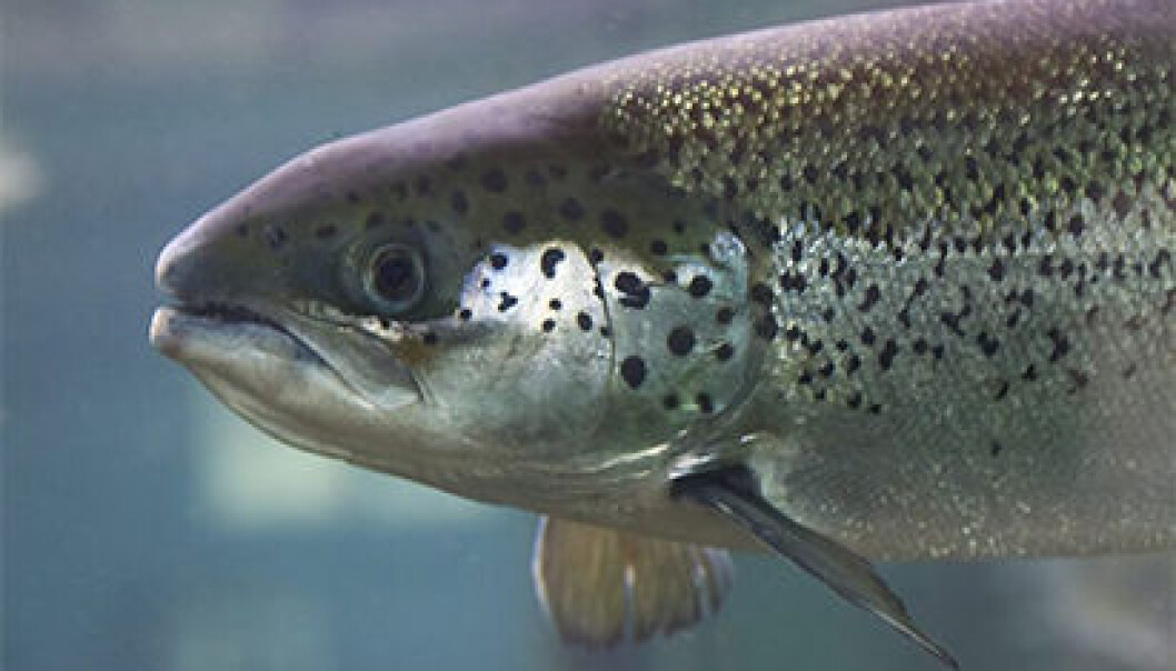 The salmon can produce healthy omega-3 fat on its own. (Photo: Frank Gregersen) The salmon can produce healthy omega-3 fat on its own. (Photo: Frank Gregersen)