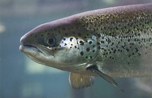 Good salmon genes contribute to more omega-3