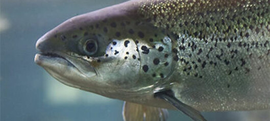 Good salmon genes contribute to more omega-3
