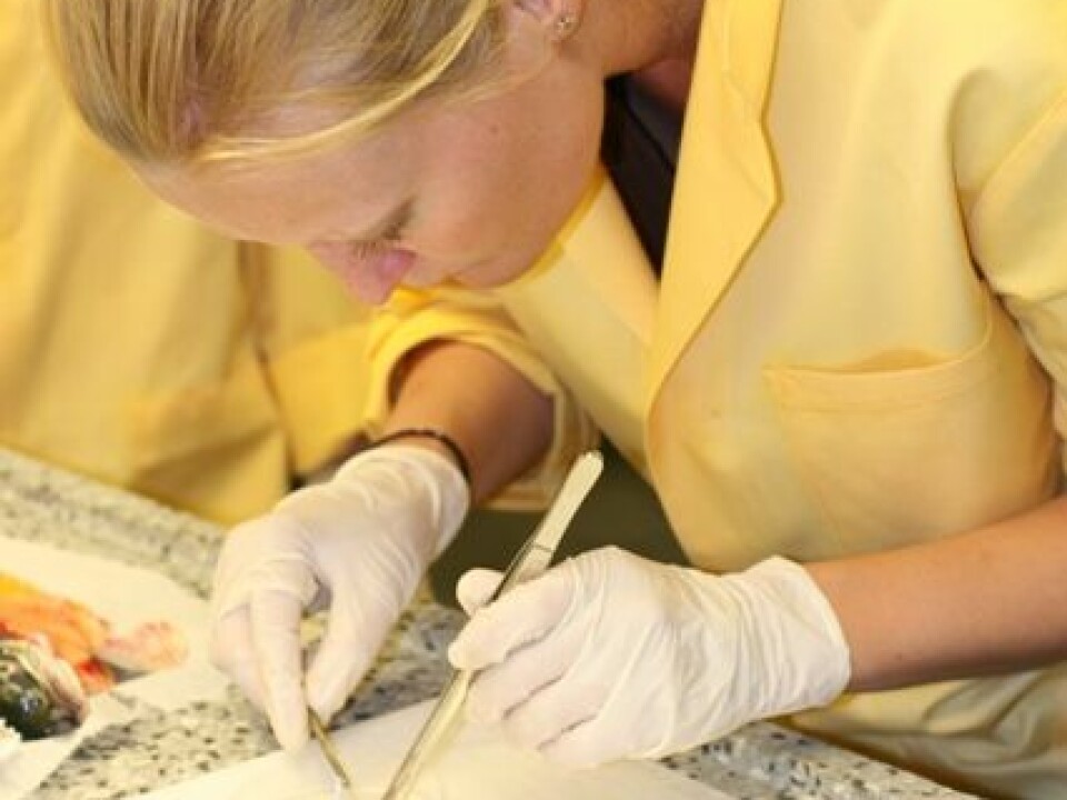 A PhD-student is performing autopsy on ISA-diseased fish.  (Photo: Anne Kristin Jøranlid)