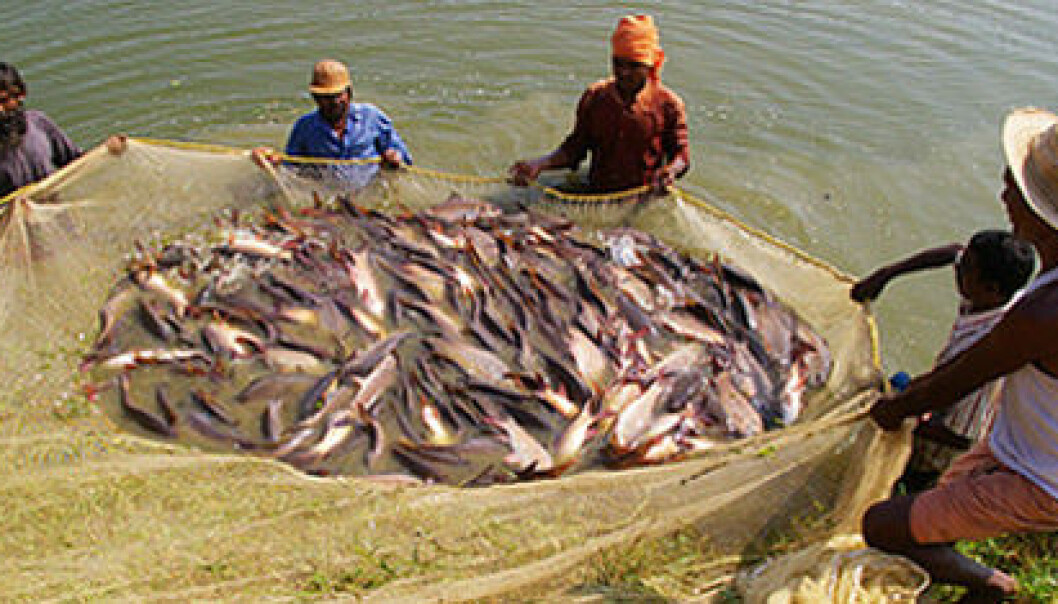 Indian fish farmers. (Photo: Nofima) Indian fish farmers. (Photo: Nofima)