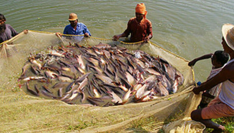 Indian fish farmers. (Photo: Nofima)
