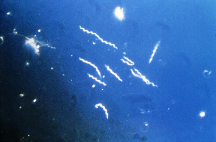 Et nærbilde av bakterien Borrelia burgdorferi som forårsaker sykdommen borreliose. (Foto: Centers for Disease Control and Prevention/Wikimedia commons.) Et nærbilde av bakterien Borrelia burgdorferi som forårsaker sykdommen borreliose. (Foto: Centers for Disease Control and Prevention/Wikimedia commons.)