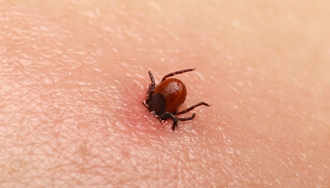 : Det er mange ulike skogflått i naturen. En del av dem bærer sykdommer som de kan overføre til mennesker. Hvis du er uheldig, kan du bli alvorlig syk av flåttbitt. (Foto: Aksenova Natalya/Shutterstock/NTB scanpix.) : Det er mange ulike skogflått i naturen. En del av dem bærer sykdommer som de kan overføre til mennesker. Hvis du er uheldig, kan du bli alvorlig syk av flåttbitt. (Foto: Aksenova Natalya/Shutterstock/NTB scanpix.)