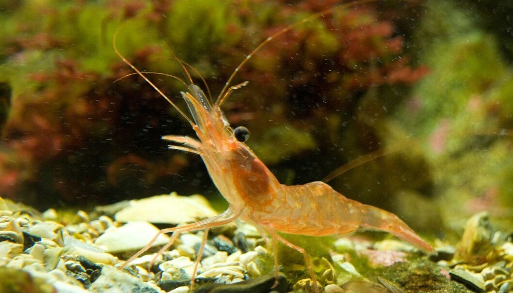 Less shrimp is an indication of a warmer North Atlantic (Photo: Rudi Caeyers) Less shrimp is an indication of a warmer North Atlantic (Photo: Rudi Caeyers)