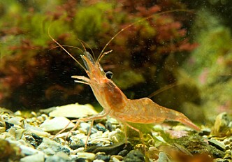 The Shrimp as a Climate Gauge