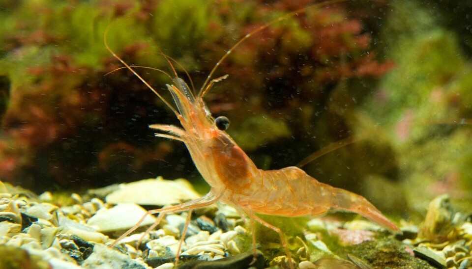 Less shrimp is an indication of a warmer North Atlantic (Photo: Rudi Caeyers)