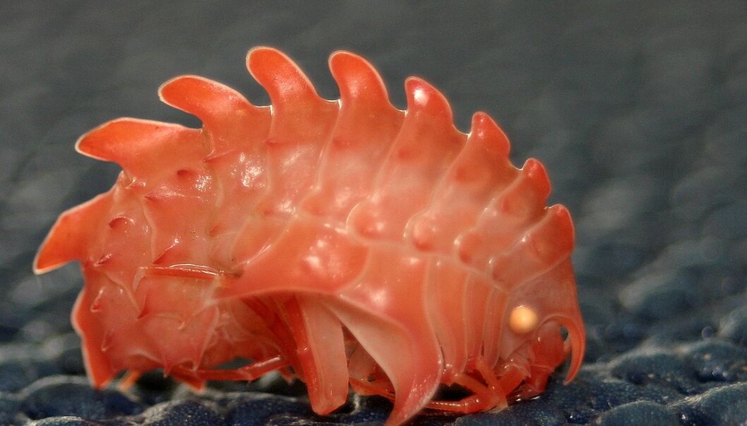 Epimeria loricata survives in the coldest waters. (Photo Marbank/ R.A.Johansen) Epimeria loricata survives in the coldest waters. (Photo Marbank/ R.A.Johansen)