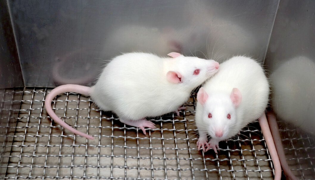 Immunforsvaret til mus vil ikke drepe parasitter