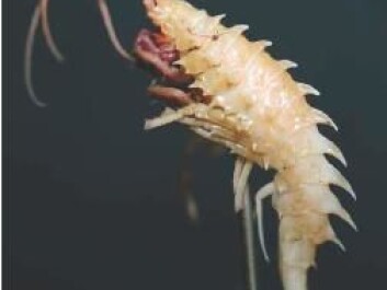 Another polar hero: Deep water amphipoda Amathillopsis Spinigera (Photo: MarBank/R.A.Johansen) Another polar hero: Deep water amphipoda Amathillopsis Spinigera (Photo: MarBank/R.A.Johansen)