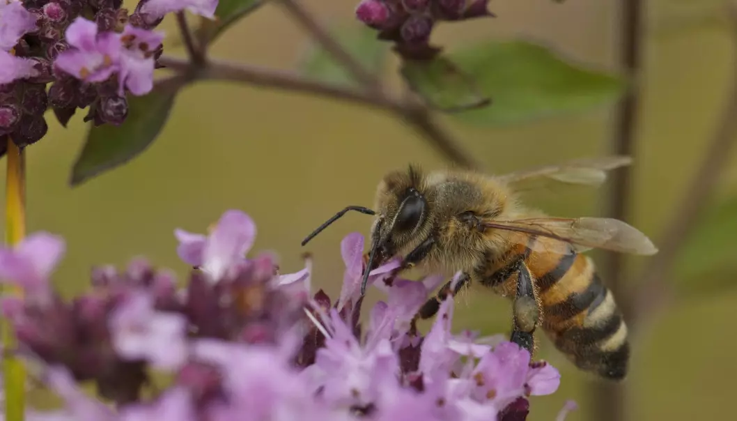 Biene vil reagere på klimaendringene, men de reagerer ulikt avhengig av om de bor nord, sør, øst eller vest i landet.  (Foto: Johnny Madsen, NTB scanpix)