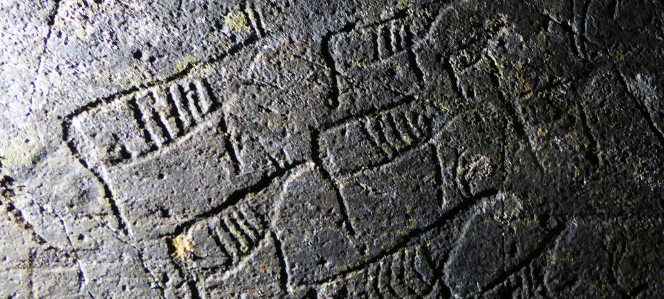 48 helleristninger fra steinalderen røper blant annet en reinflokk. Dyrene går i samme retning - det kan tyde på at noen ville fortelle at det gikk et reintrekk her for rundt 7000 år siden. (Foto: Jan Magne Gjerde, Tromsø Museum – Universitetsmuseet)
