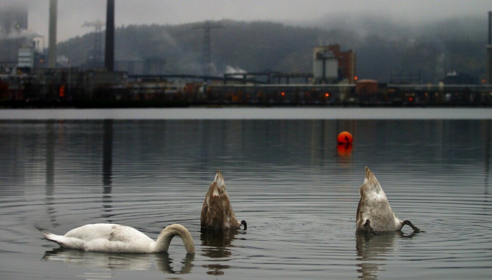 Med industrien i bakgrunnen dukker svanene hodet under vannet i Gunneklevfjorden og later som ingenting. (Foto: Dag Jenssen, Samfoto/NTB scanpix)