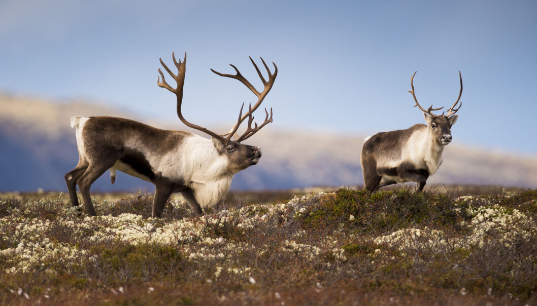 Villrein i brunst i Forollhogna nasjonalpark, som ligger i fjellområdene i Hedmark og Sør-Trøndelag. (Foto: Arnfinn Johansen, NTB scanpix) Villrein i brunst i Forollhogna nasjonalpark, som ligger i fjellområdene i Hedmark og Sør-Trøndelag. (Foto: Arnfinn Johansen, NTB scanpix)
