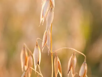 Barley (Photo: Colourbox)