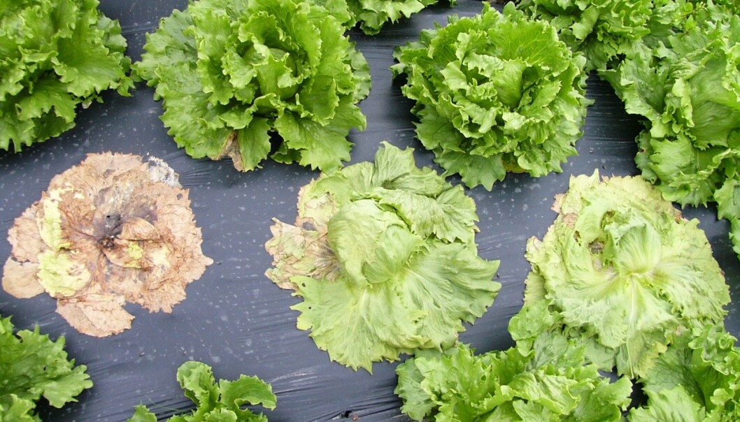 Storknolla råtesopp tar årleg knekken på salat for fleirfaldige millionar i norske salatåkrar. (Foto: Kari Aarekol, NLR Rogaland) Storknolla råtesopp tar årleg knekken på salat for fleirfaldige millionar i norske salatåkrar. (Foto: Kari Aarekol, NLR Rogaland)