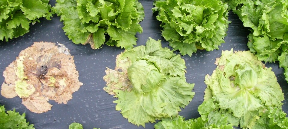 Storknolla råtesopp tar årleg knekken på salat for fleirfaldige millionar i norske salatåkrar. (Foto: Kari Aarekol, NLR Rogaland)