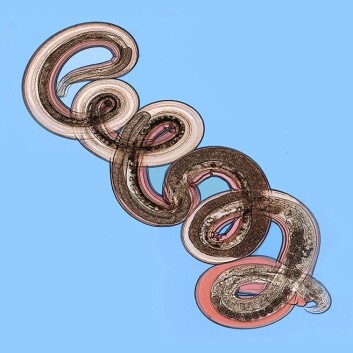 Musene ble smittet av en hakeorm med navnet Nippostrongylus brasiliensis, en parasitt som trives svært godt i mus og rotter. Legg merke til den spisse haken og eggene i enden av ormen. (Foto: J. Claire Hoving / CC BY 2.5) Musene ble smittet av en hakeorm med navnet Nippostrongylus brasiliensis, en parasitt som trives svært godt i mus og rotter. Legg merke til den spisse haken og eggene i enden av ormen. (Foto: J. Claire Hoving / CC BY 2.5)