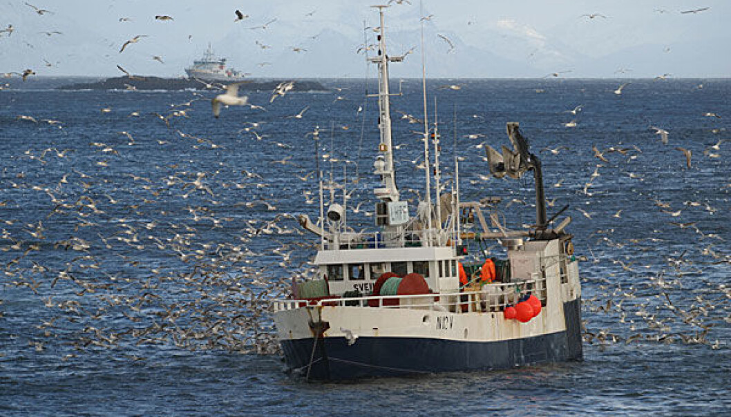 Where does the fish come from and what happens between the fishing boat and the supermarket counter (Photo: Frank Gregersen) Where does the fish come from and what happens between the fishing boat and the supermarket counter (Photo: Frank Gregersen)