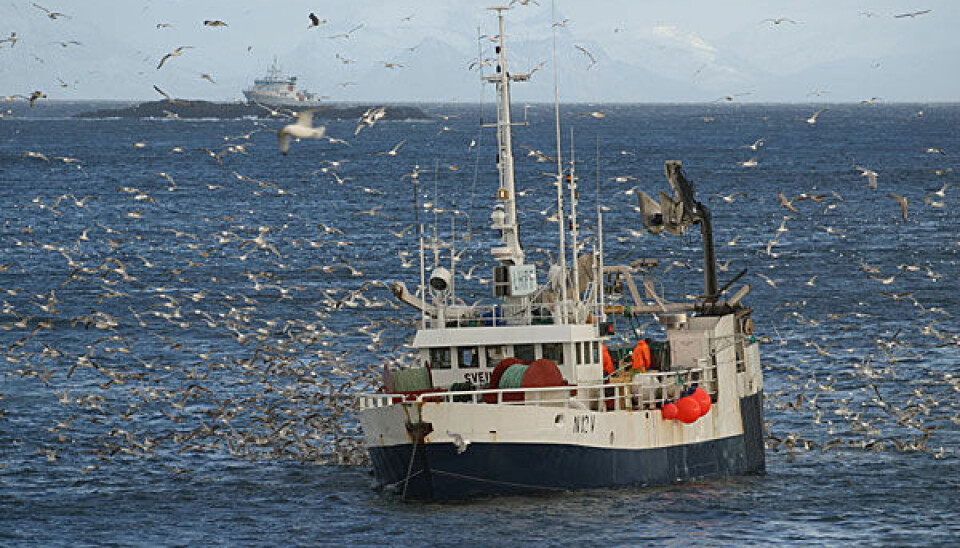 Where does the fish come from and what happens between the fishing boat and the supermarket counter (Photo: Frank Gregersen)