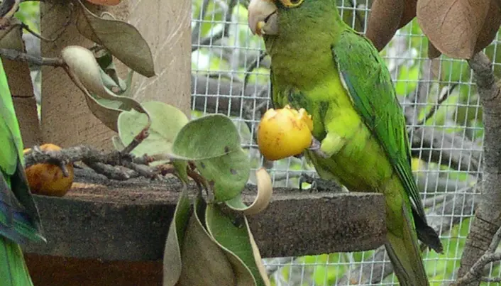 Parrots use sounds like people use names