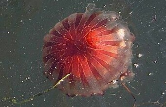 Darkened fjord waters mean fewer fish and more jellyfish