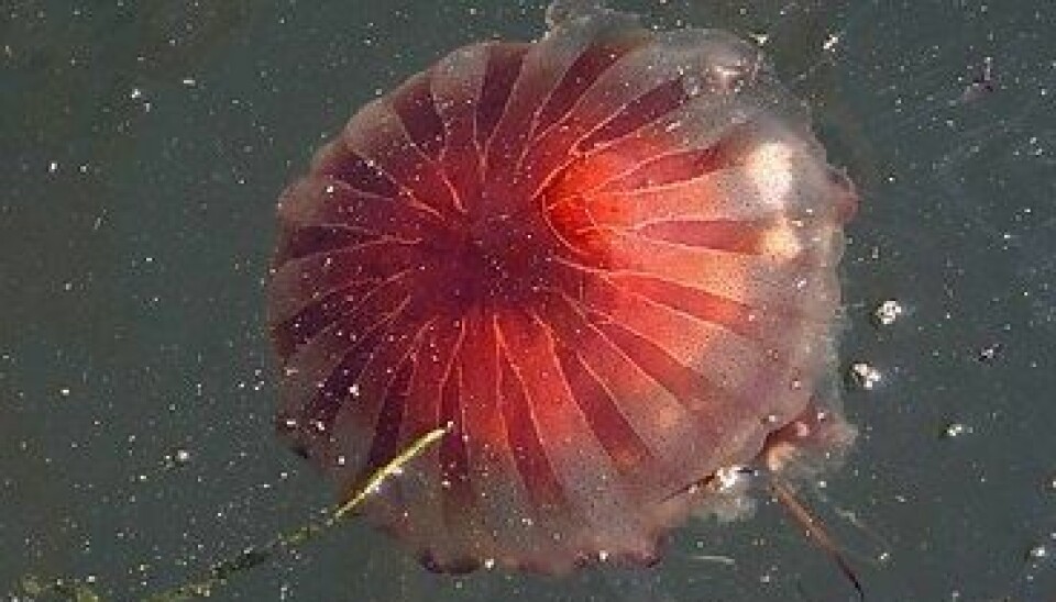 The crown jellyfish is solitary and prefers the dark. Common at great depths in all the world’s oceans, it is now thriving in the changed habitat of Lurefjorden – in extremely high concentrations. (Photo: Colourbox)