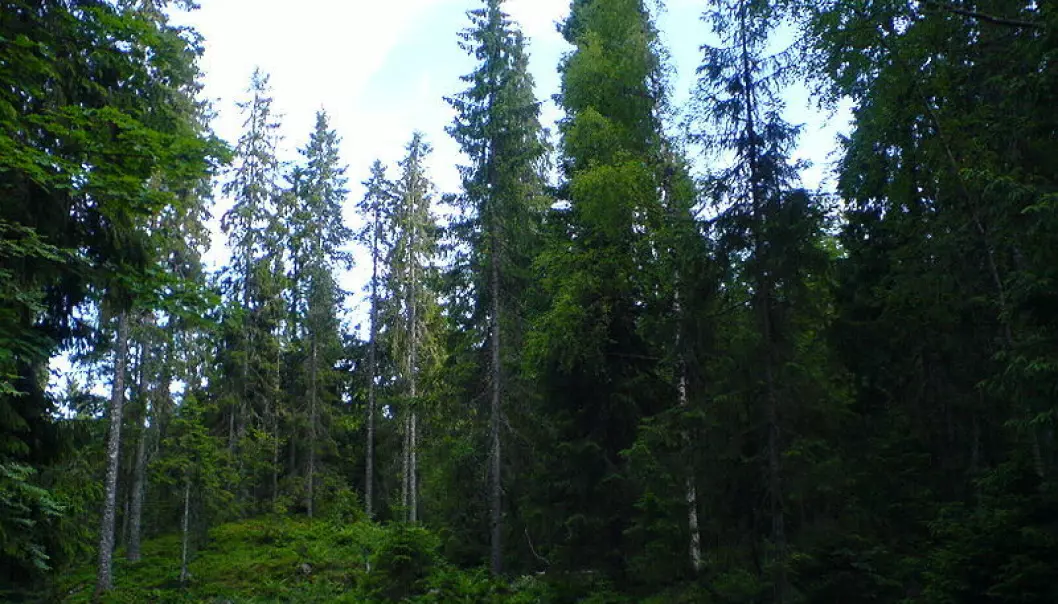 Coastal Norway spruce forest was assessed as endangered (EN) due to changes in its state over the past 50 years. The habitat type is vulnerable to changes because it needs special ecological conditions. (Photo: Colourbox)