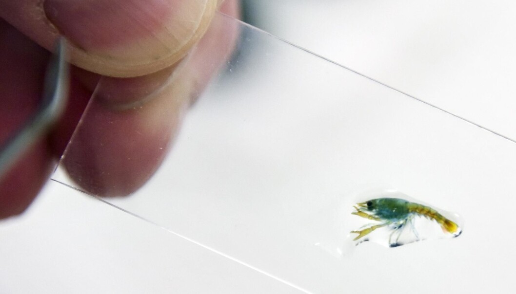 Lobster larvae are fastidious feeders – and cannibals. The biggest challenge facing researchers is to find the optimal first feed. (Photo: Thor Nielsen/SINTEF) Lobster larvae are fastidious feeders – and cannibals. The biggest challenge facing researchers is to find the optimal first feed. (Photo: Thor Nielsen/SINTEF)