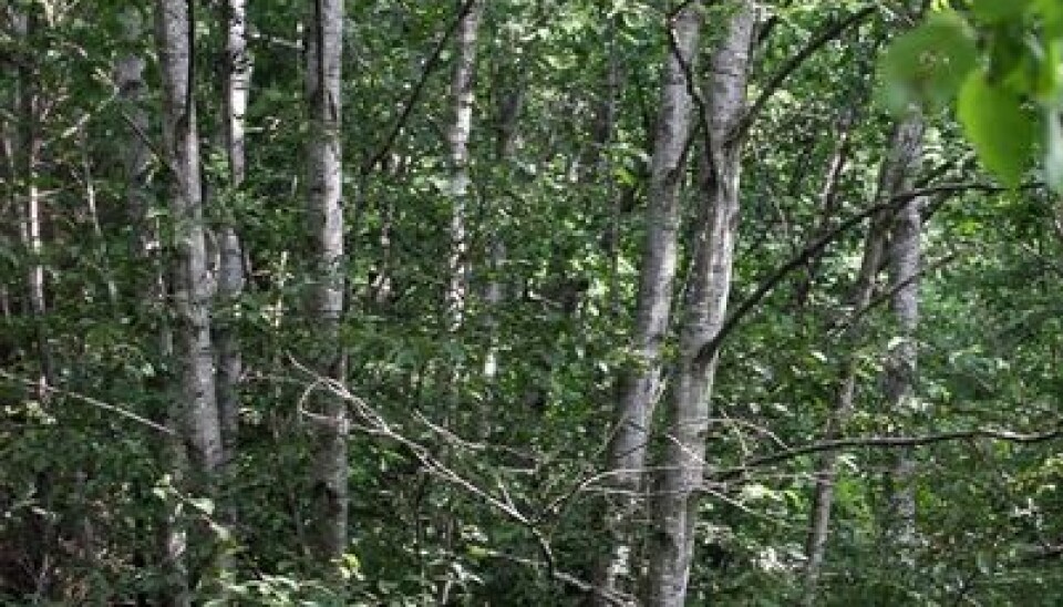 4. Red alder Alnus incana is a pioneer tree species.  (Photo: John Yngvar Larsson)