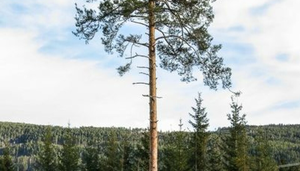 3. Scots pine Pinus sylvestris is also well suited for construction materials and for laminated wood.  (Photo: John Yngvar Larsson)