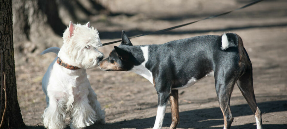 Når hunder og andre pattedyr kommuniserer handler det ikke bare om lyder, men også om kroppsspråk. (Illustrasjonsfoto: mariait/Shutterstock/NTB scanpix.)