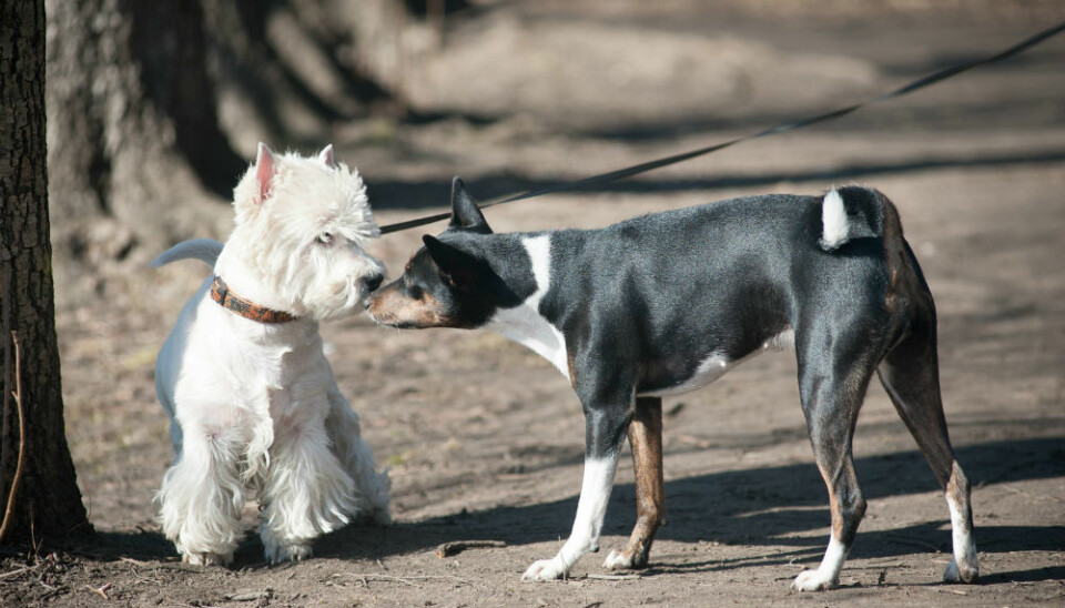 Når hunder og andre pattedyr kommuniserer handler det ikke bare om lyder, men også om kroppsspråk. (Illustrasjonsfoto: mariait/Shutterstock/NTB scanpix.)