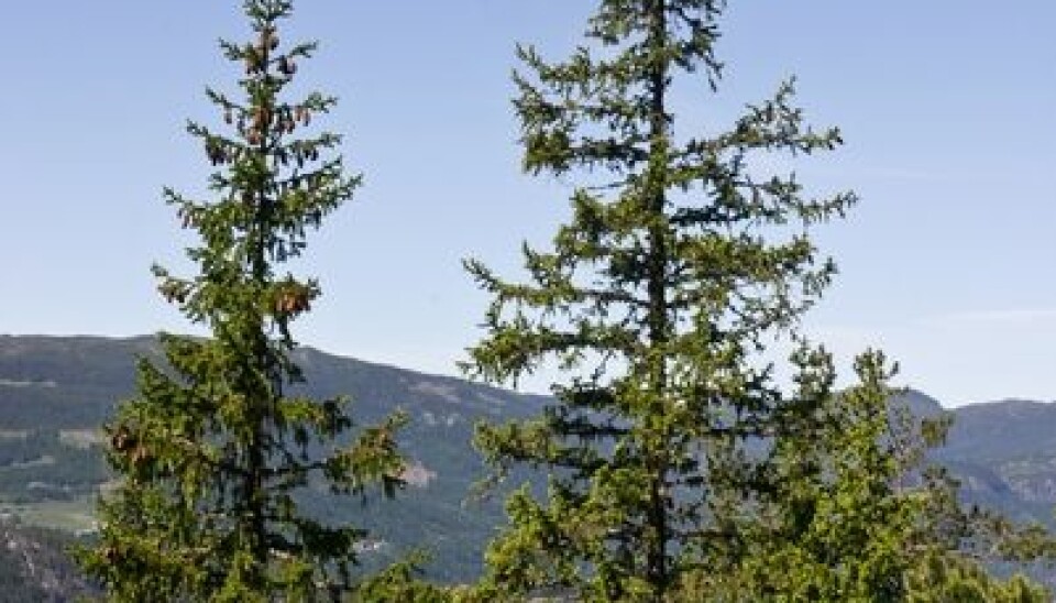 2. Norway spruce Picea abies is Norway's economically most valuable tree species. (Photo: John Yngvar Larsson)