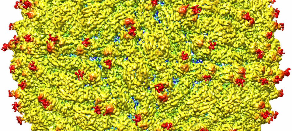 Slik ser Zika-viruset ut. Forskere fra Purdue University i USA har funnet områdene på viruset der spesielle sukkermolekyler fungerer som lokkemat for våre celler. Bildet er tatt med et spesielt elektronmikroskop der viruset er raskt frosset ned til nesten to hundre kuldegrader. (Foto: Purdue University image/courtesy of Kuhn and Rossmann research groups)
